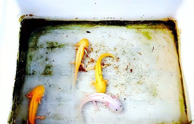 六角恐龍魚有什么危害 六角恐龍魚有什么危害 龍魚百科 第3張