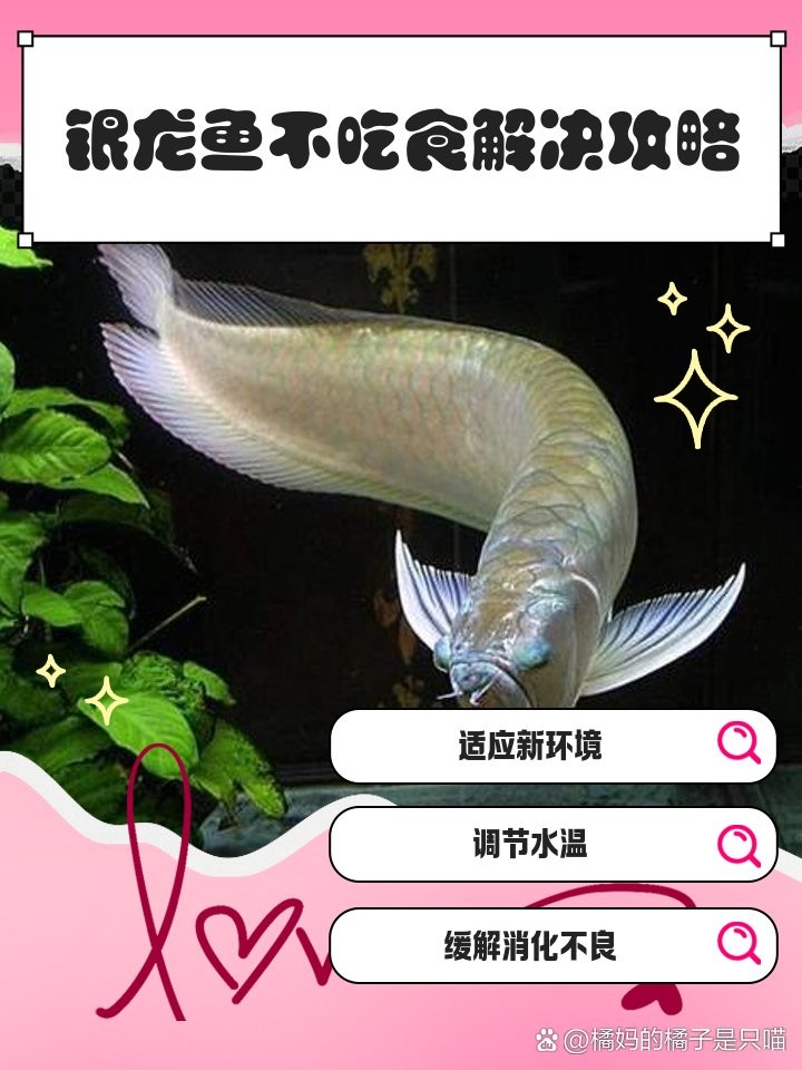 銀龍魚水溫高了是不是不吃飼料了呢