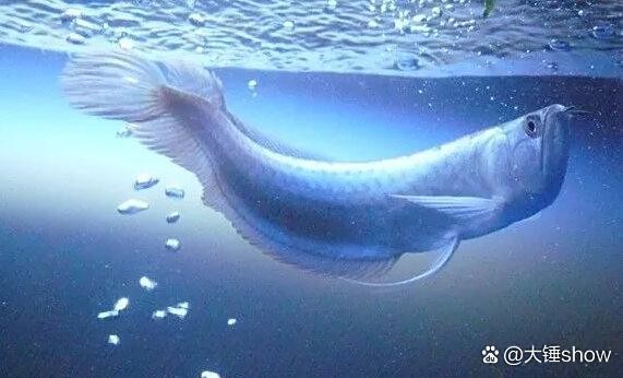 銀龍魚水溫高了是不是不吃飼料了呢