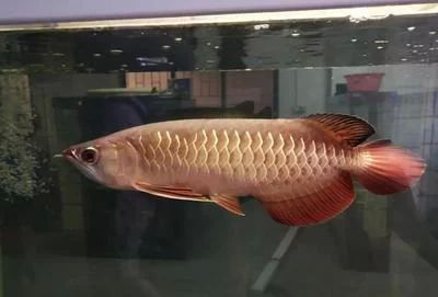 龍魚底色深的發色好看嗎為什么