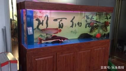 一缸養幾條金龍魚比較旺財（關于養金龍魚數量的一些風水建議）
