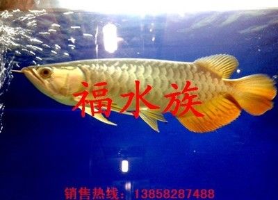 一缸養幾條金龍魚比較旺財（關于養金龍魚數量的一些風水建議）