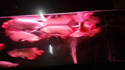 龍魚缸大?。糊堲~缸尺寸選擇，龍魚缸飼養密度計算方法