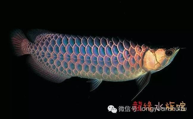 龍魚是不是鯉魚：龍魚不是鯉魚，它們是兩種完全不同的魚類
