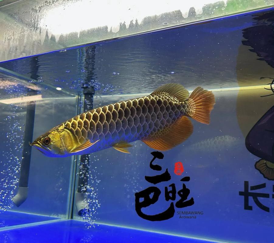 如何判斷水質是否適合古典金龍？