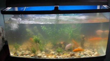 龍魚身上有白色棉絮是什么：龍魚身上出現(xiàn)白色棉絮狀物可能是由于真菌感染引起的