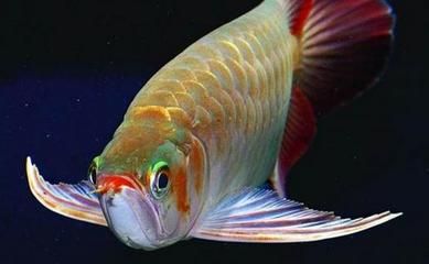 龍魚的風水學：龍魚在風水學中具有擋煞消災的作用和作用和功效和作用