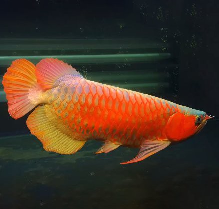 哪里可以找到更多高清龍魚壁紙？