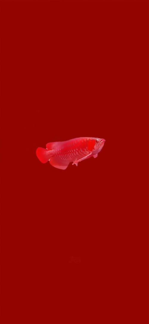 哪里可以找到更多高清龍魚壁紙？