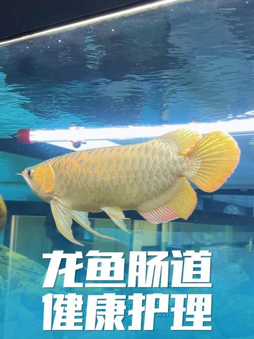 哪里可以找到更多高清龍魚壁紙？