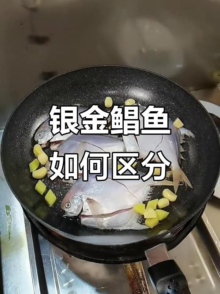 金鯧魚和銀鯧魚有什么區別 金鯧魚和銀鯧魚有什么區別 龍魚百科 第2張