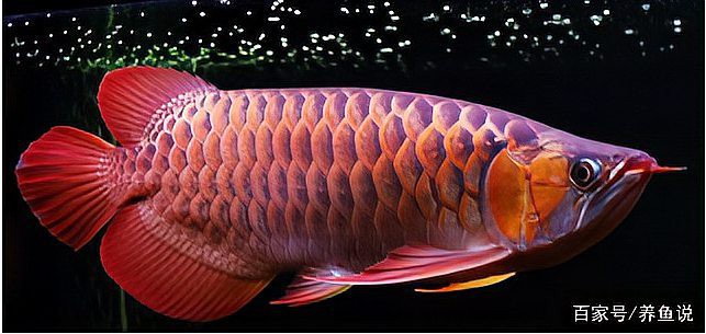 紅龍魚成年后還會繼續發色嗎？