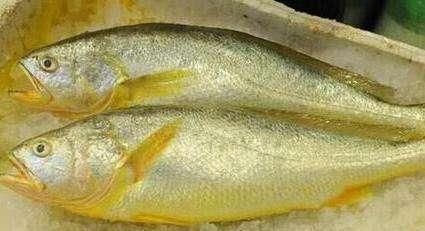 黃龍魚肉質怎么樣？【黃龍魚肉質與其他魚類的不同之外】