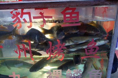 黃龍魚肉質怎么樣？【黃龍魚肉質與其他魚類的不同之外】