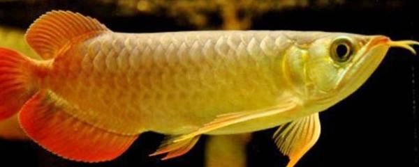 金龍魚知識點，關于金龍魚的一些關鍵知識點