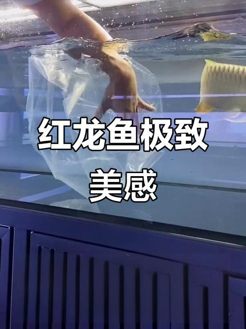 印尼紅龍魚多少錢一條合適