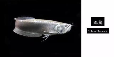 銀龍魚眼睛爛掉變成窟窿怎么辦（銀龍魚眼睛爛掉變成窟窿可能由多種原因引起）