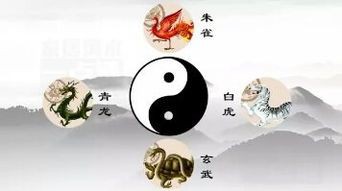 《風水青龍》的簡介是什么？