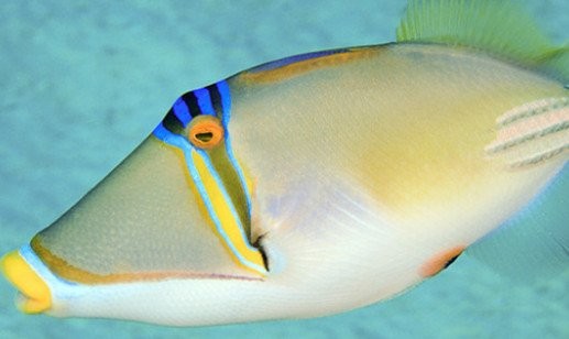 龍魚水溫30度可以嗎