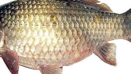 龍魚鱗掉了多久能長出來：龍魚鱗片掉了多久能長出來