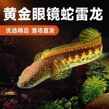 雷龍魚供應商