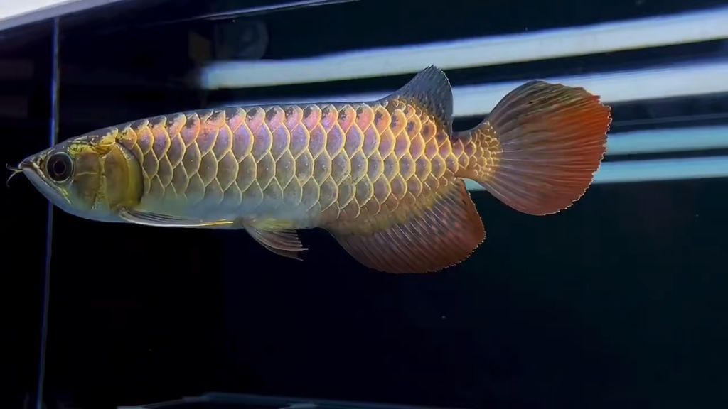金龍魚怎么看鴿子眼：如何辨別金龍魚的鴿子眼