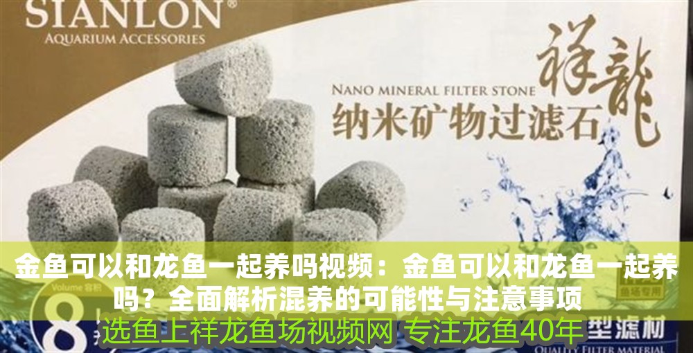 金魚可以和龍魚一起養嗎視頻：金魚可以和龍魚一起養嗎？全面解析混養的可能性與注意事項