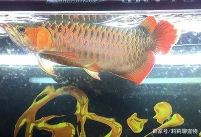 龍魚用什么燈管比較好養：龍魚燈光選擇注意事項,