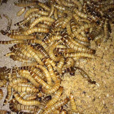 金龍魚喂大麥蟲用去頭嗎？：金龍魚可以喂食大麥蟲但需要注意的是大麥蟲的外殼對金龍魚來說是難以消化的