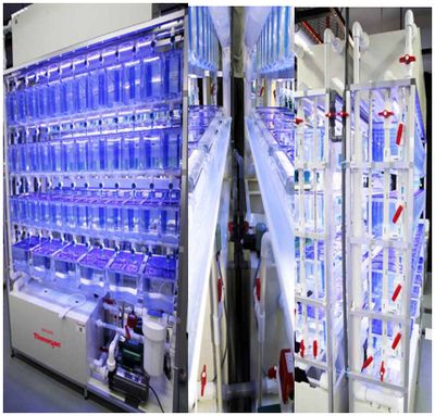 龍魚吃的飼料魚是什么魚：關于龍魚飼料魚的詳細信息