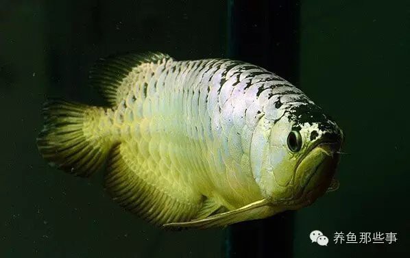 金龍魚多少溫度合適養