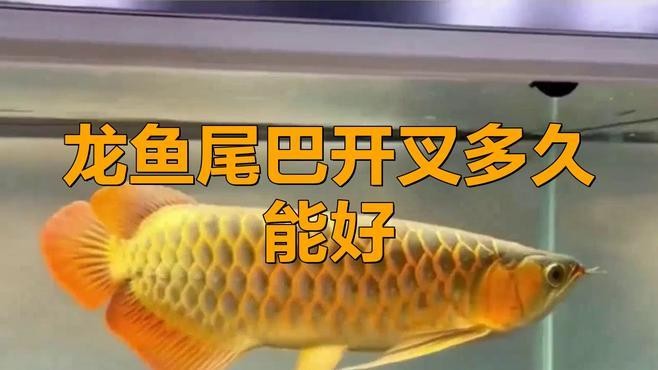 龍魚魚鰭分叉后如何護理？