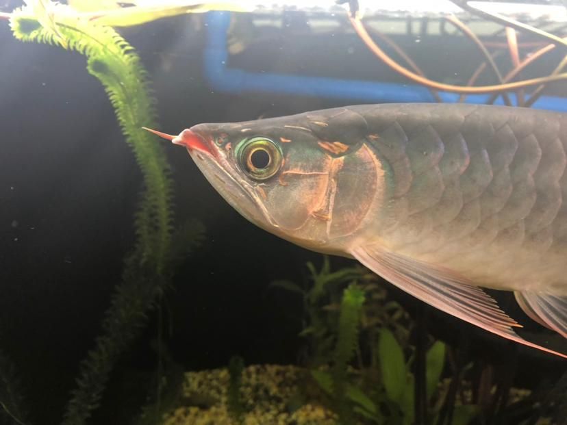 龍魚(yú)成年所需時(shí)間（龍魚(yú)的成長(zhǎng)周期）