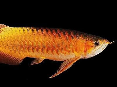 金龍魚體型怎么養寬：金龍魚體型怎么養寬，