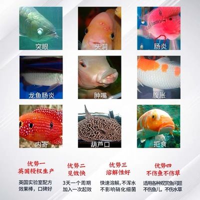 龍魚預防內寄蟲病的方法：如何預防龍魚內寄蟲病