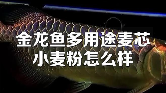 正宗金龍魚(yú)多用途麥芯粉25千克多少錢(qián)