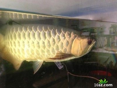 龍魚在20度的水溫下生活，可以活嗎？：養龍魚需要注意水溫低于28攝氏度