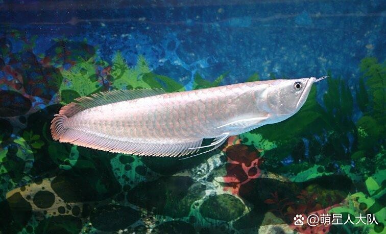 龍魚倒缸后多久會適應新環境？