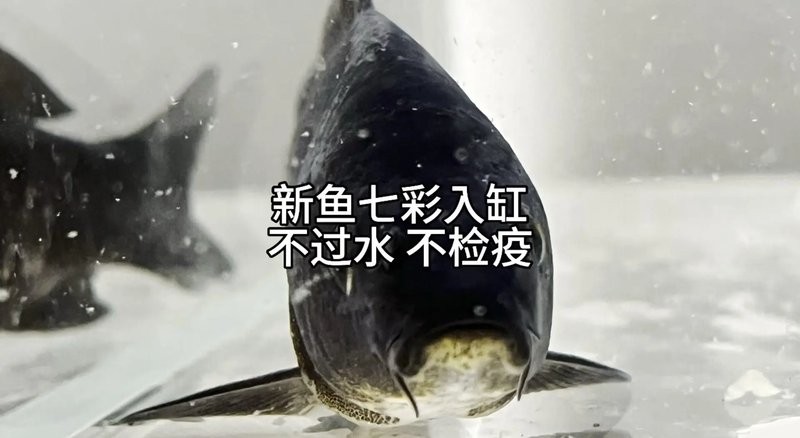 龍魚倒缸后多久會適應新環境？