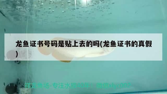 龍魚證書上品牌怎么看真偽：如何辨別龍魚證書上品牌真偽 龍魚證書上品牌怎么看真偽：如何辨別龍魚證書上品牌真偽 龍魚百科 第1張