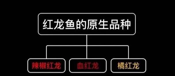 紅龍魚與銀龍魚的區別圖片