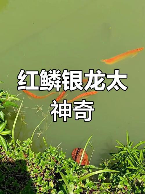紅龍魚與銀龍魚的區別圖片