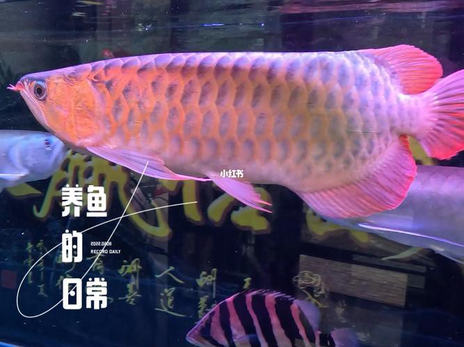 紅龍魚與銀龍魚的區別圖片