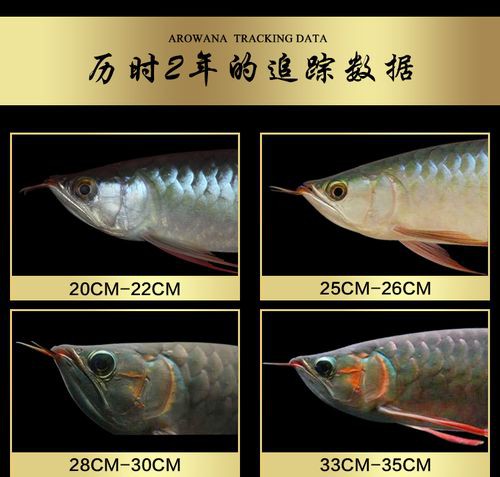 紅龍魚與銀龍魚的區別圖片