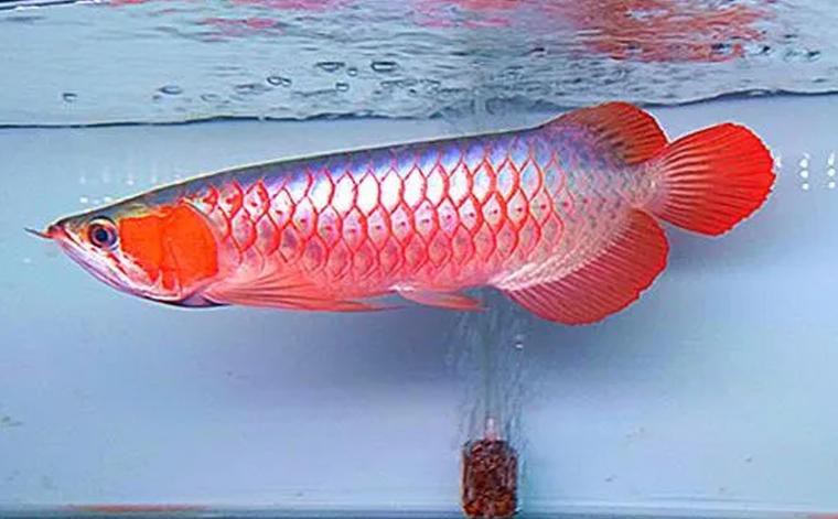 紅龍魚與銀龍魚的區別圖片