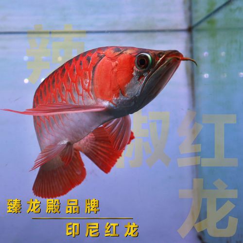 紅龍魚與銀龍魚的區別圖片