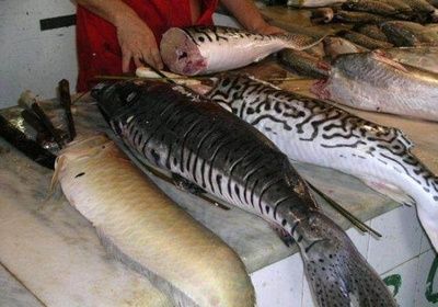 龍魚的英文單詞：龍魚的英文單詞是\",龍魚的英文別稱有哪些