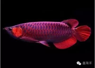 龍魚的英文單詞：龍魚的英文單詞是\",龍魚的英文別稱有哪些