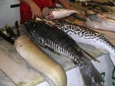 龍魚的英文單詞：龍魚的英文單詞是\",龍魚的英文別稱有哪些