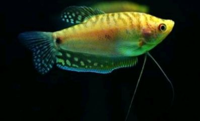 養龍魚水質硬度多少合適：養龍魚時水質硬度多少合適養龍魚時水質硬度多少合適